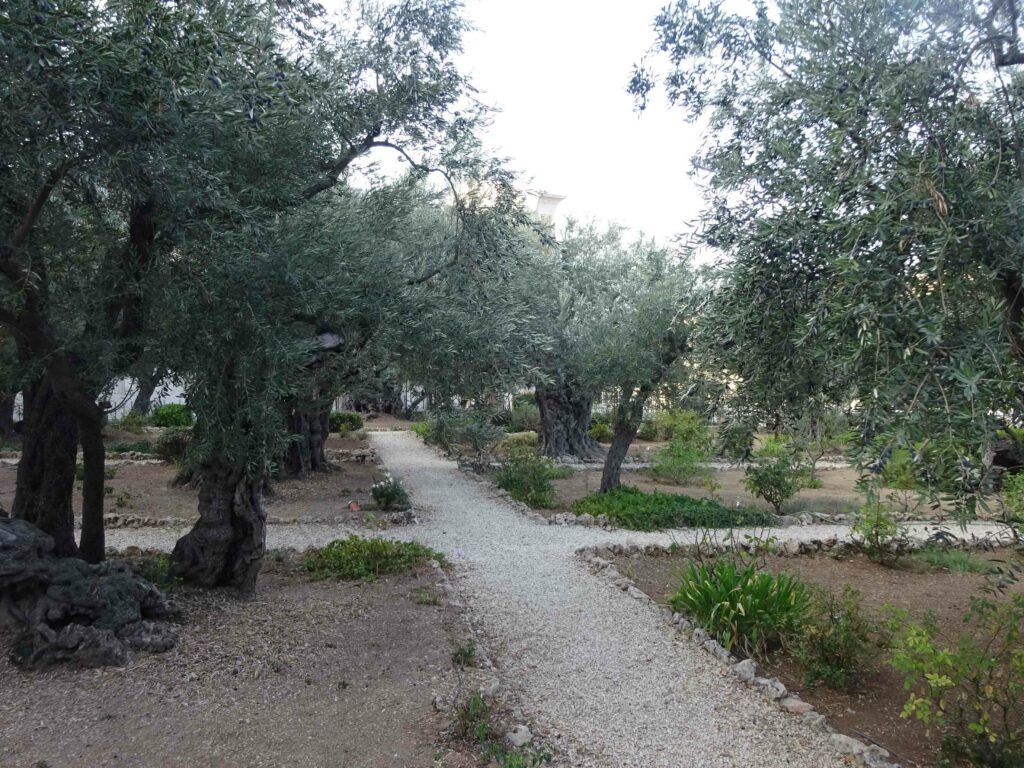 Olive garden at the bottom of Mount of Olives
